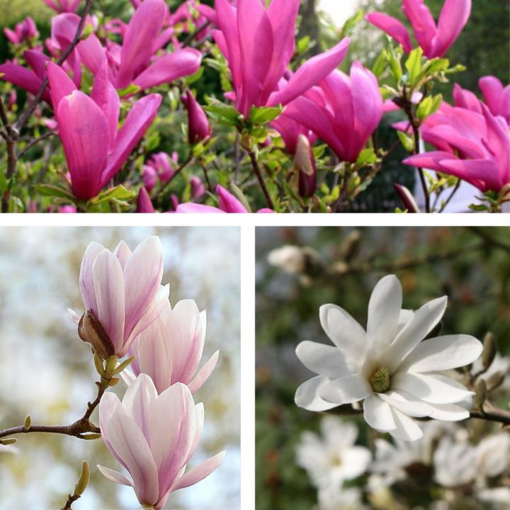 Produktbild Plant in a Box Magnolia susan, soulangeana, stellata (25 cm)