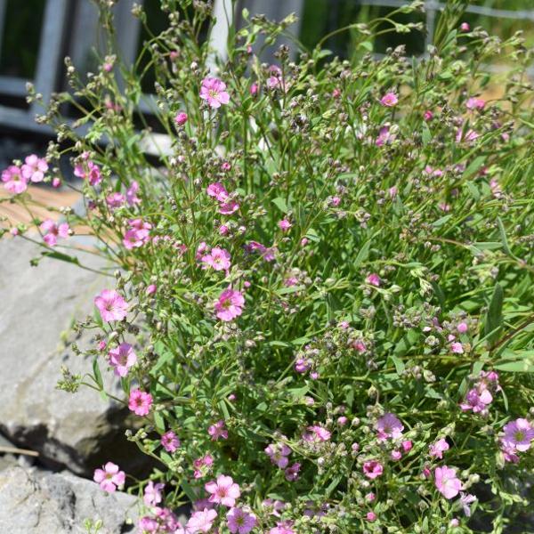 Image du produit Säntispracht Lot de 2, Gypsophile rampante - Gypsophila repens Filou Rose (15 cm)