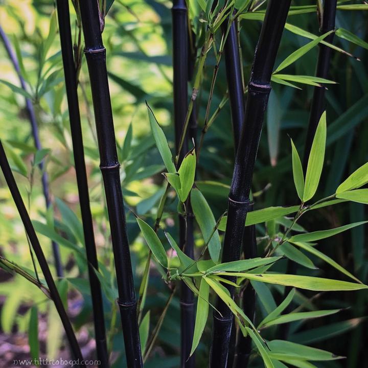 Actual product image Plant in a Box Fargesia nitida 'Black Dragon' - Bambus (25 cm)