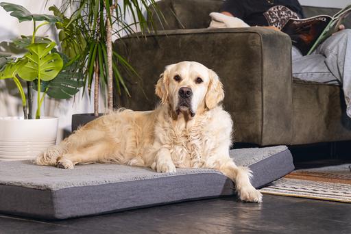 Immagine prodotto Beeztees Zira (Cane)