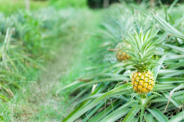 Produktbild Arkopharma Arkocaps Ananas Kapseln (150 Stück, Kapseln, 117 g)