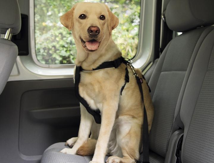 Actual product image Nobby Harness incl. safety belt (S, Dog, General)