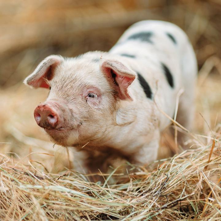 Actual product image Piggies/Piglets 2024 (Hardcover, Spanish, French, Czech, Italian, Dutch, Polish, German, English)
