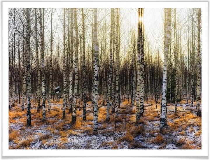 Produktbild Trenddeko Sonnenschein im Birkenwald (100 x 80 cm)