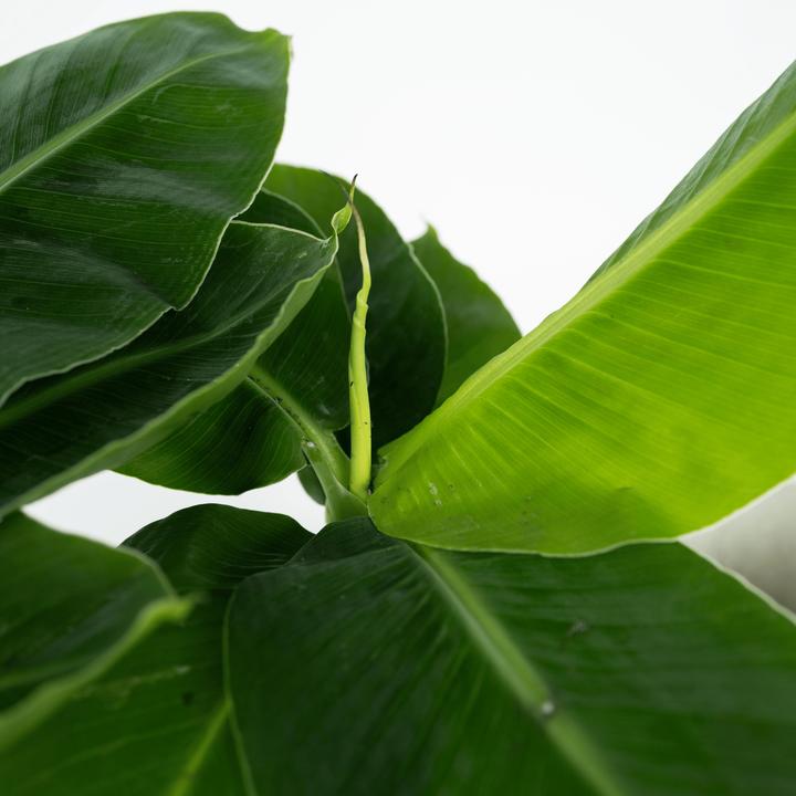 Immagine prodotto Plant in a Box Musa 'Oriental Dwarf' - (25 cm)