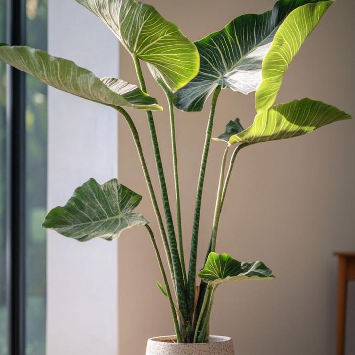 Immagine prodotto Plant in a Box Alocasia zebrina - Alocasia (150 cm)