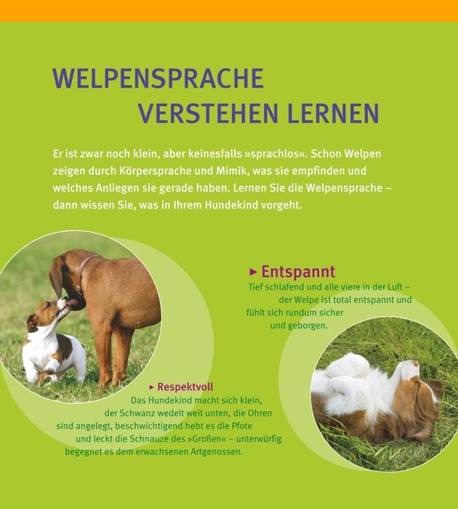 Immagine prodotto Welpen-Erziehung (Tedesco, Katharina Schlegl-Kofler, 2010)
