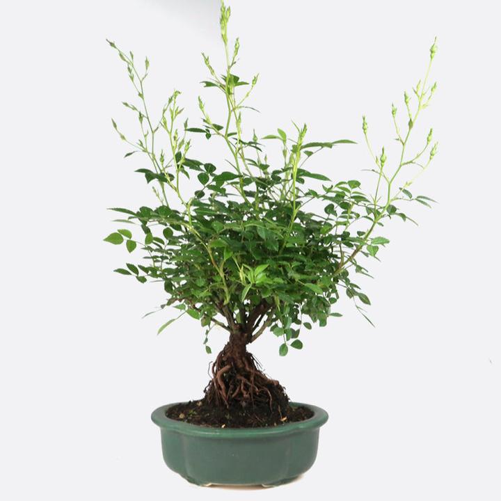 Immagine prodotto Bonsai.ch Prunus malaheb Rock Cherry (14 cm)