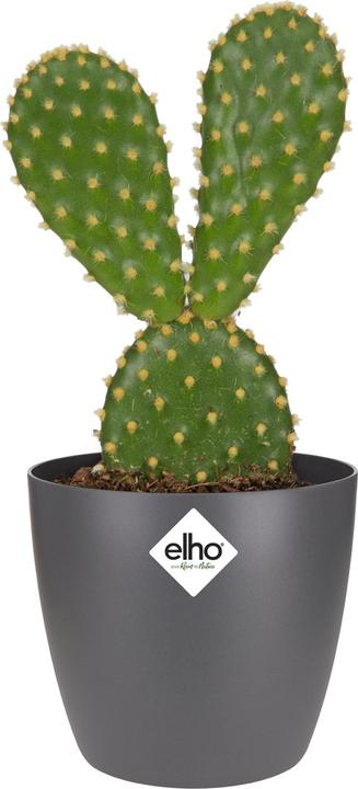 Immagine prodotto Elho Brussels (6.70 cm)