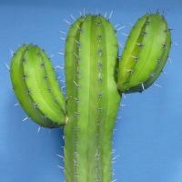 Actual product image Kakteen Gautschi Polaskia chichipe (55 cm)