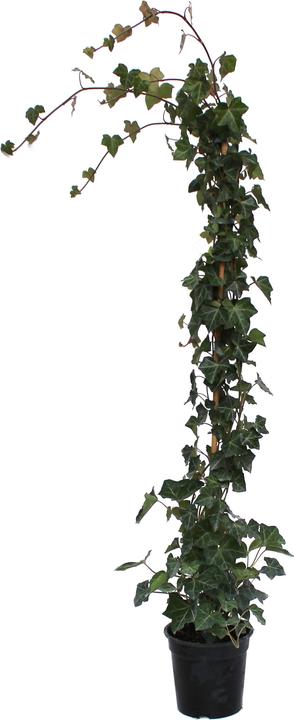 Produktbild Zulauf Grossblättriger Efeu / Hedera hibernica (125 cm)