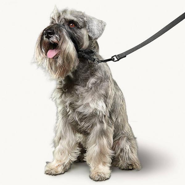 Immagine prodotto beaphar Collier Gentle Leader S, noir (S, Cane)
