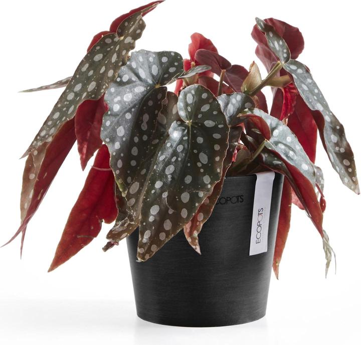 Actual product image Ecopots Amsterdam Mini (13 cm)
