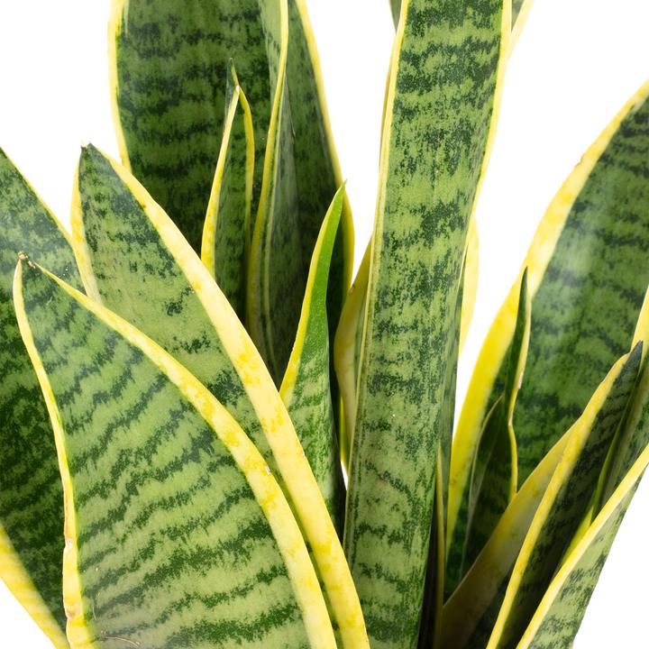 Actual product image Flowerbox Set of 5 Bogenhanf - Sansevieria trifasciata Laurentii (35 cm)