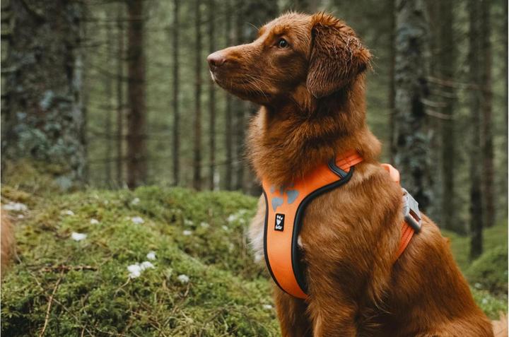 Produktbild Hurtta Weekend Warrior Geschirr, schwarz (M, Hund, Allgemein)