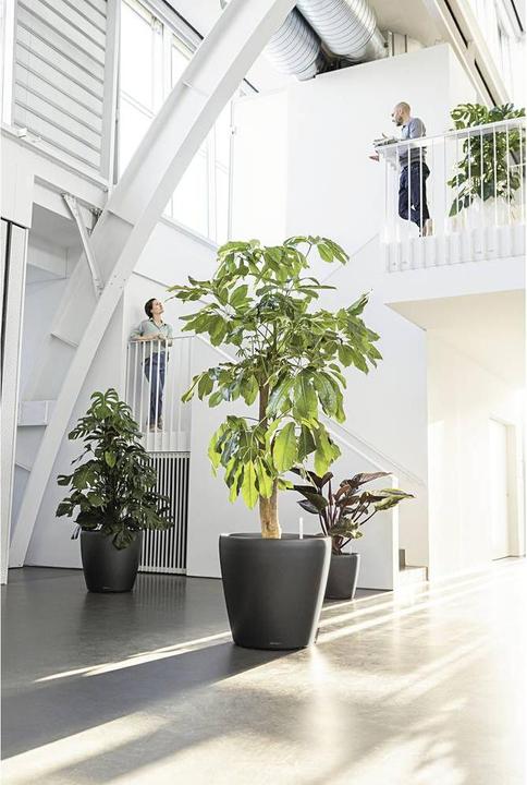 Image du produit Lechuza Classico (36 cm)