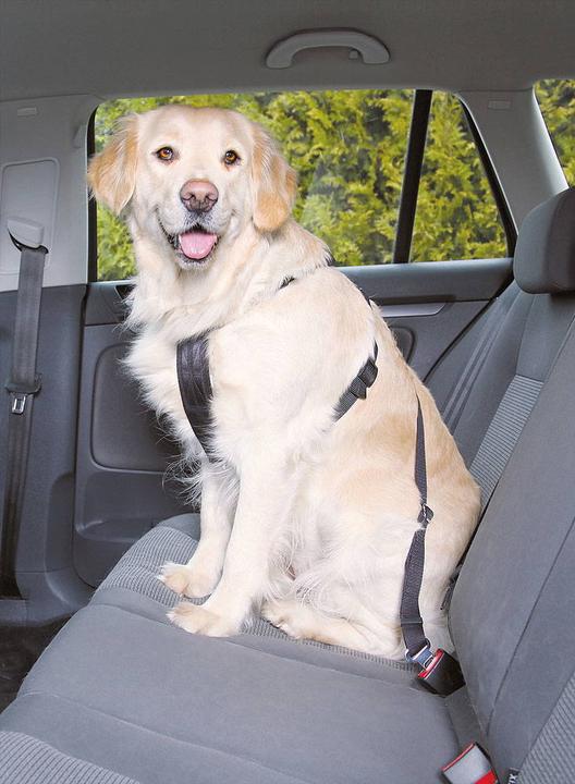 Immagine prodotto Trixie Cablaggio auto (M, Cane, Generale)