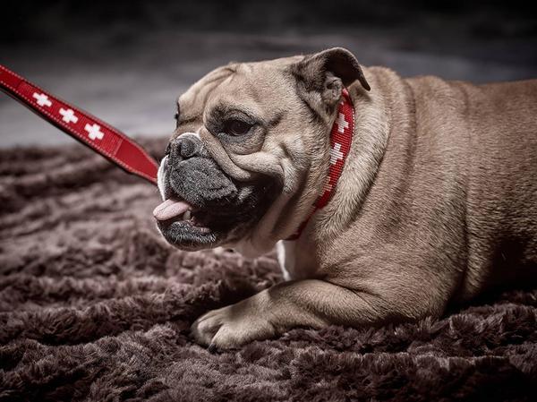 Immagine prodotto Colly Collare in pelle con croce svizzera in rilievo, 50cm/3cm (3.5, 50, Cane, Generale)