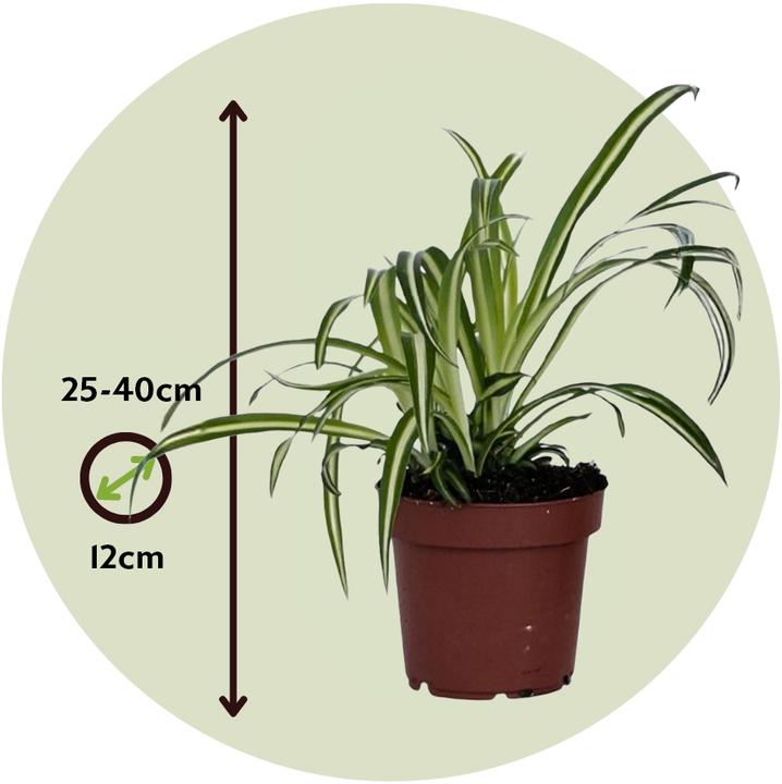 Image du produit Plant in a Box Chlorophytum comosum 'Atlantic' - Lot de 6 lis verts (25 cm)
