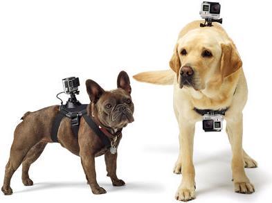 Produktbild GoPro Fetch Hundegeschirr (Hero 7, Universal, Osmo Action)