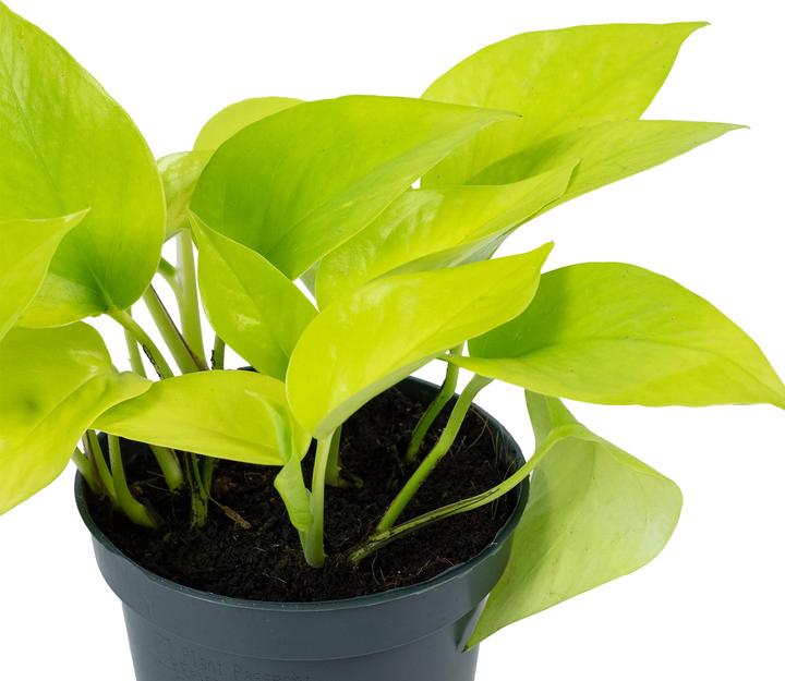 Immagine prodotto Flowerbox Edera - Epipremnum pinnatum 'Golden Pothos' (15 cm)