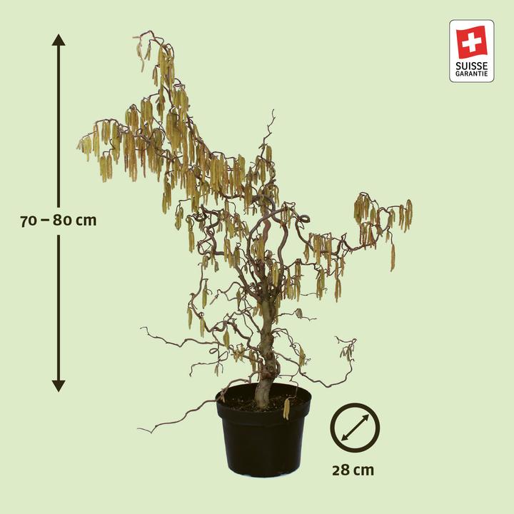 Produktbild Zulauf Korkenzieher-Hasel / Corylus avellana 'Contorta' (80 cm)
