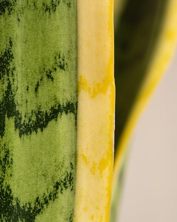 Immagine prodotto feey La lingua della suocera (85 cm, Appena rinvasata)
