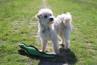 Image du produit Happy Pet Gaudy Game Fazant (Jouet en peluche chien)