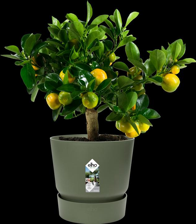 Actual product image Elho flowerpots (29.50 cm)