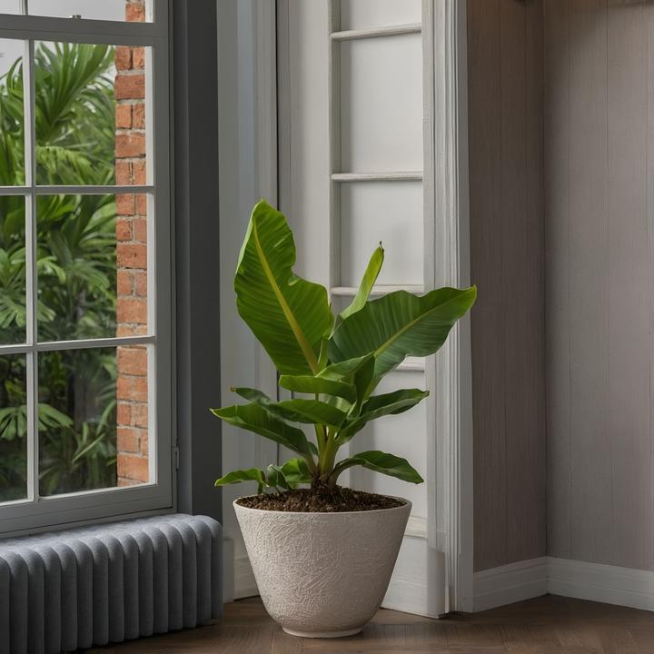 Immagine prodotto Plant in a Box Musa 'Oriental Dwarf' - (25 cm)