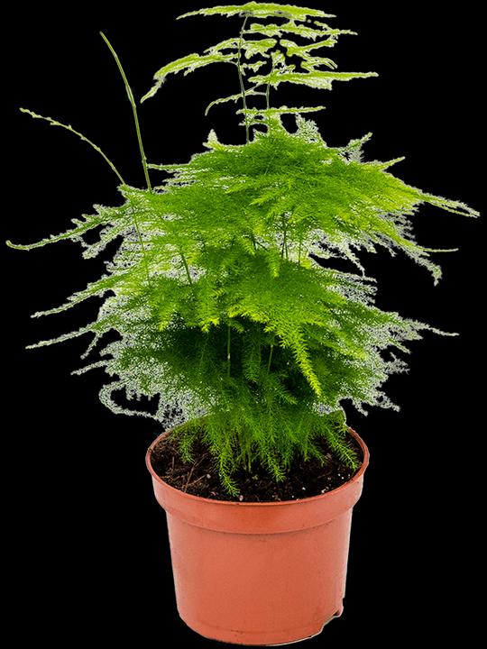 Actual product image Mahaloplants Zierspargel (35 cm, Freshly repotted)
