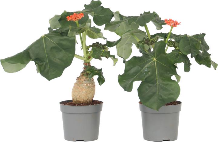 Image du produit Plant in a Box Jatropha Podagrica - Set de 2 plantes pour la goutte (25 cm)