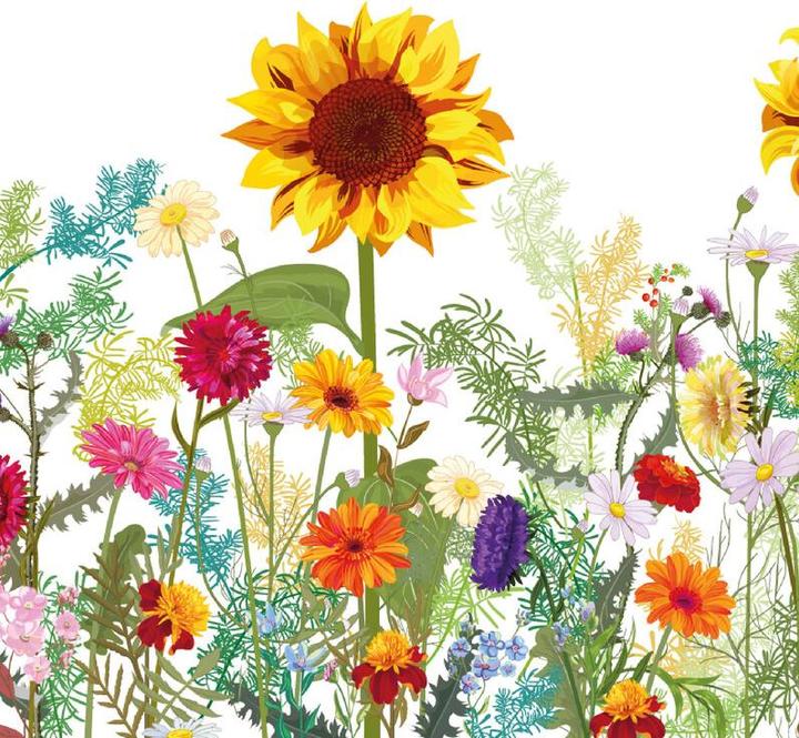 Wild Sunflower