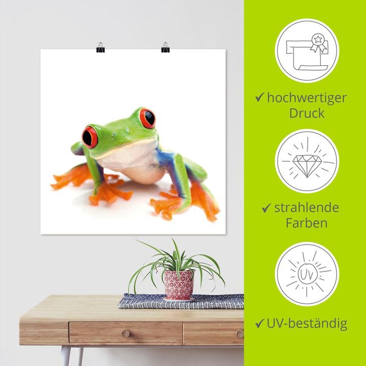 Image du produit Artland Toile sur châssis Gros plan d'une grenouille sur fond blanc T5WY 40x40 cm (50x50 cm)