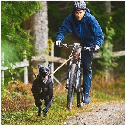 Produktbild Non-Stop Dogwear Bungee Leash Laufleine Zugleine (L, Hund, Hundesport)