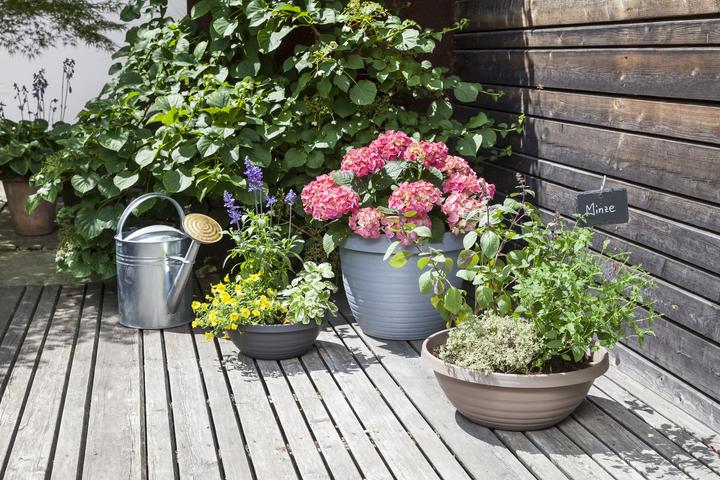 Image du produit Scheurich Country Star (39 cm)