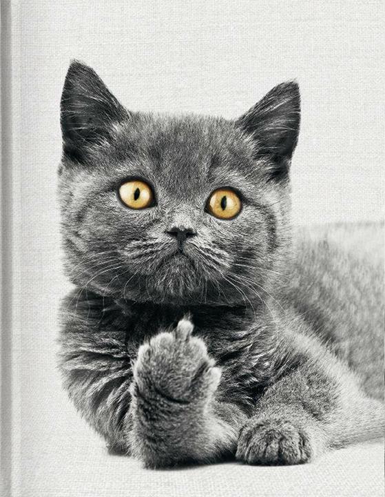 Tushita Cat - Blankbook (Liniert, Harter Einband)