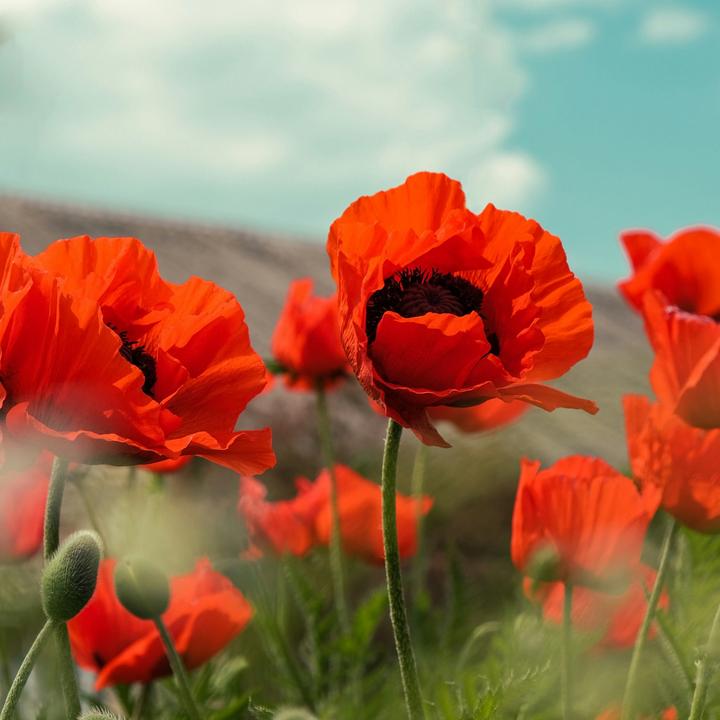 Produktbild Plant in a Box Papaver Orientale - 20er-Set Mohnblumen (10 cm)