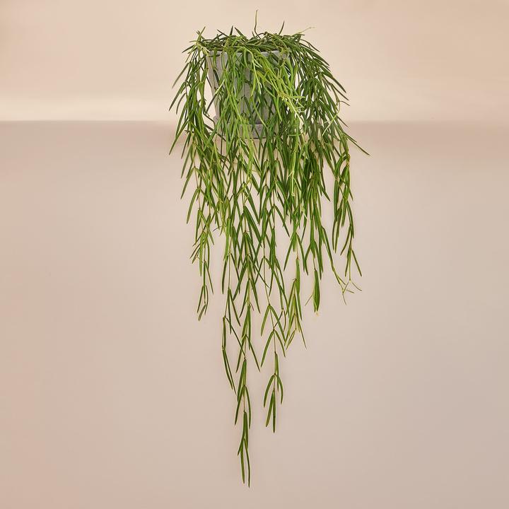 Mary and Plants Porcelain flower Hoya Linearis (65 cm)