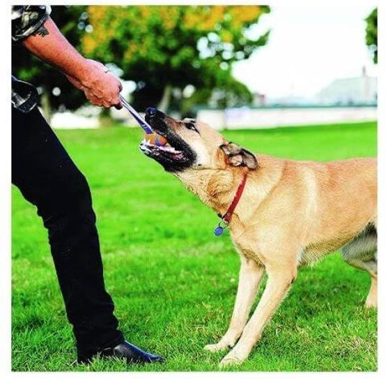 Actual product image Chuckit! Ball on a rope szarpak 5 cm for a dog (Dog chew toy)