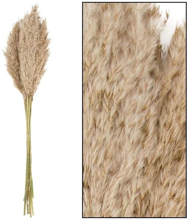 Immagine prodotto Natura Punto Erba della pampa (Erba della pampa)