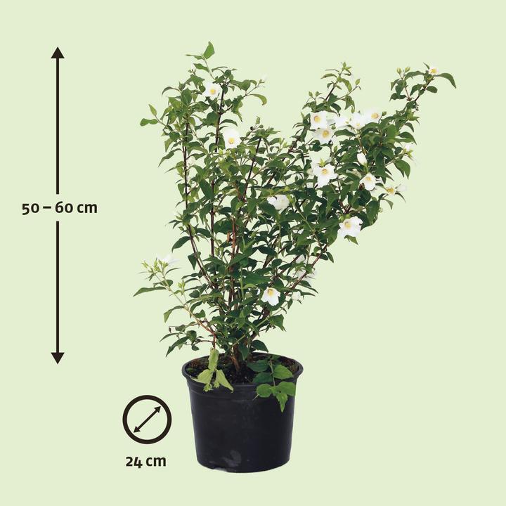 Image du produit Zulauf Seringat (60 cm)