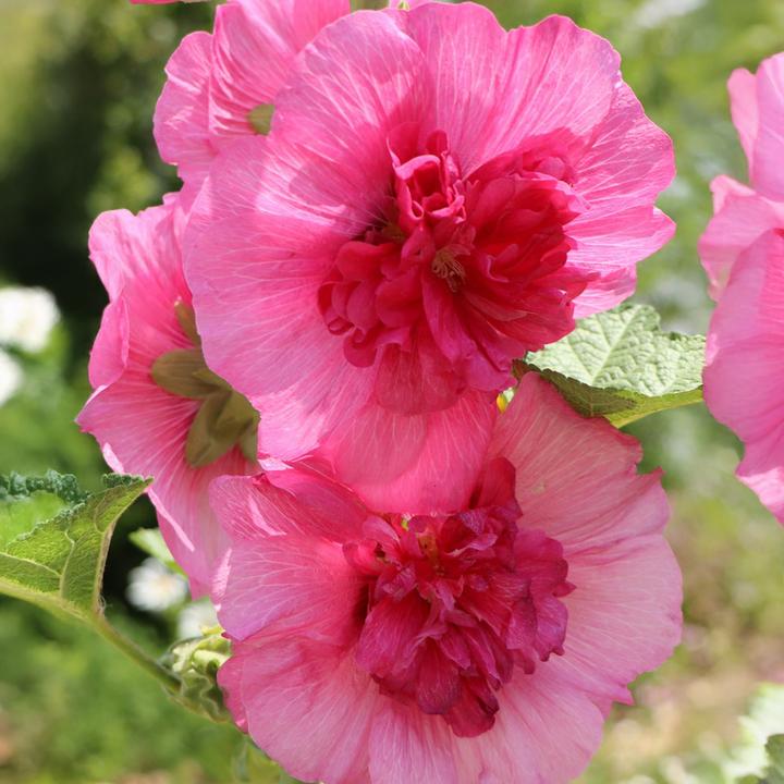 Produktbild Plant in a Box Alcea rosea 'Spring celebrities' Crimson red, lemon, purple - 6er-Mischung (25 cm)