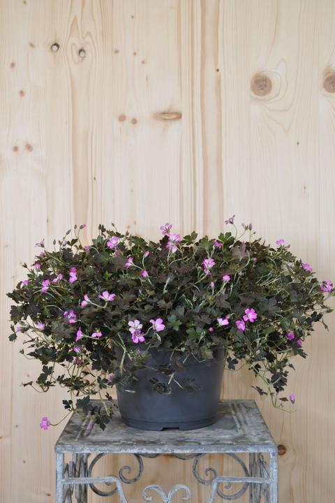Actual product image Säntispracht The Creeping Cranesbill - Geranium pratense 'Orkney Cherry' (40 cm)