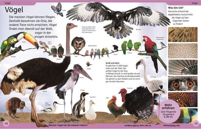 Actual product image DK Kinderlexikon Tiere (German, DK Verlag - Kids, 2023)