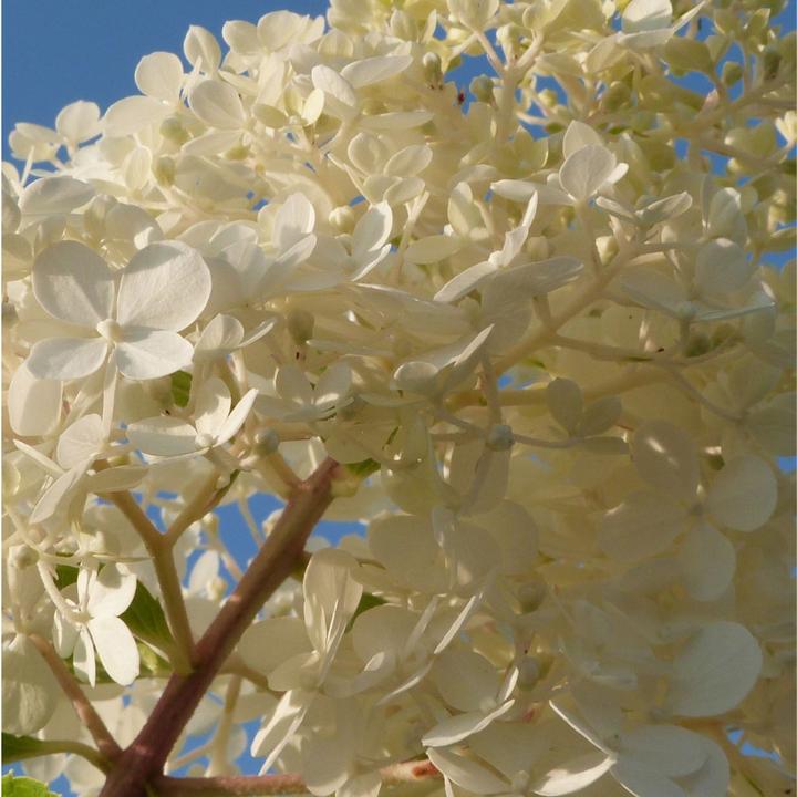 Immagine prodotto Plant in a Box Hortensia Paniculata 'Pink Lady', 'Phantom', 'Silver Dollar' - Set di 6 ortensie (25 cm)