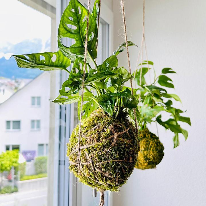 Produktbild VEG and the City Kokedama "Monkey Leaf"