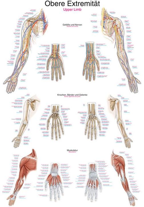 Immagine prodotto Erler Zimmer Lavagna didattica per arti superiori, 50x70cm