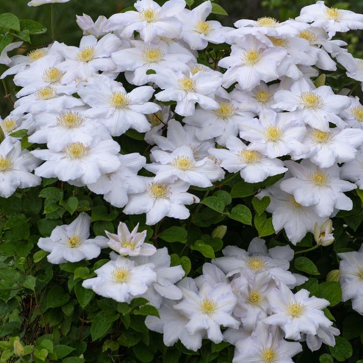 Actual product image Plant in a Box Clematis hybrid 'Mme Le Coultre', 'Hagley Hybrid', 'Polish Spirit' - set of 6 clematis (25 cm)