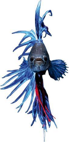 Actual product image Trenddeko Glowfish (39 x 80 cm)